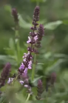 SALVIA x sylvestris 'Rose Queen'