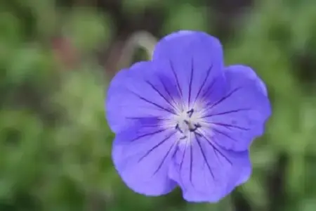 GERANIUM 'Brookside'