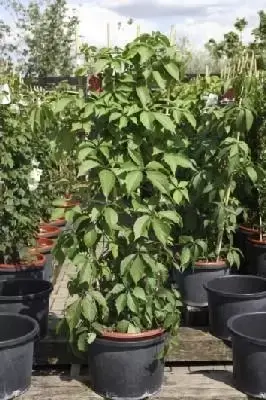 PARTHENOCISSUS quinquefolia
