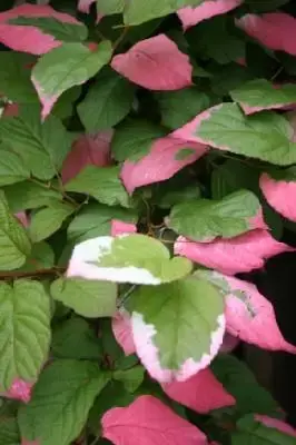 ACTINIDIA kolomikta - image 1