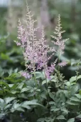 ASTILBE 'Rheinland'