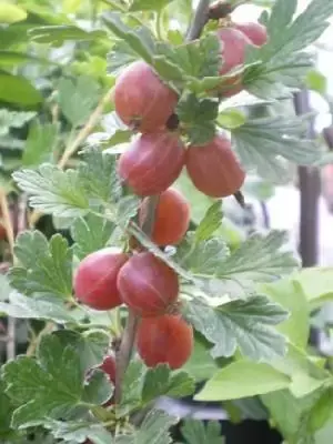 Ribes uva-crispa 'Hinnonmaki Red' (GOOSEBERRY)