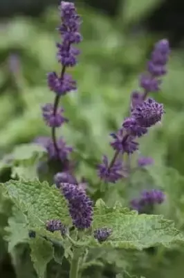 SALVIA verticilata 'Purple Rain'