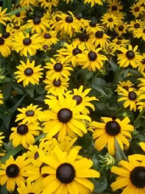 RUDBECKIA fulgida 'Goldsturm' - image 1