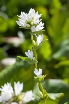 CAMPANULA glomerata alba - image 1