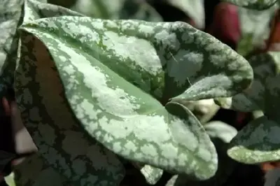 ASARUM splendens