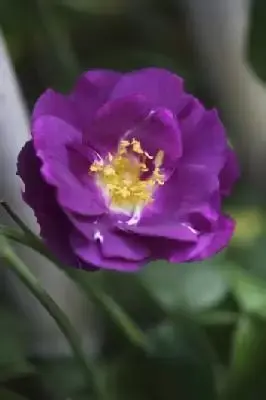 ROSA 'Rhapsody in Blue'