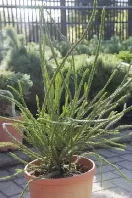 CRYPTOMERIA japonica 'Araucaroides'