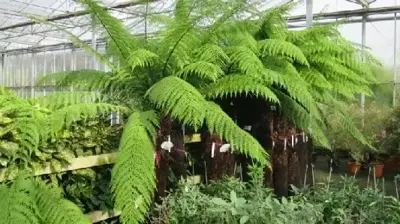 DICKSONIA antarctica - image 4