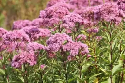 EUTROCHIUM maculatum 'Purple Bush'