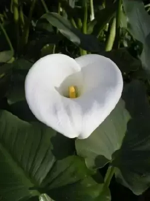 ZANTEDESCHIA aethiopica 'Crowborough'