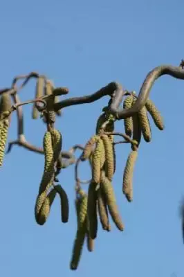 CORYLUS avellana 'Contorta' - image 1