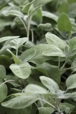 Salvia officinalis (SAGE COMMON)