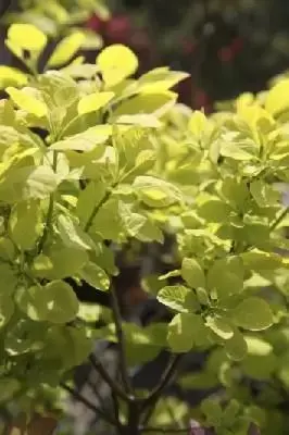 COTINUS coggygria 'Young Lady'