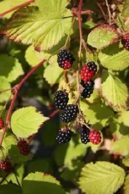 Rubus fruticosus 'Oregon Thornless' (BLACKBERRY)