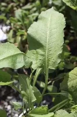 BISTORTA officinalis 'Superba'