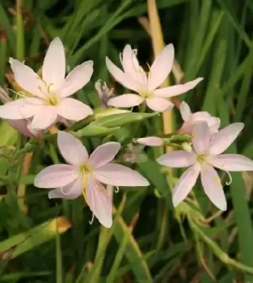 HESPERANTHA coccinea 'Mrs Hegarty'