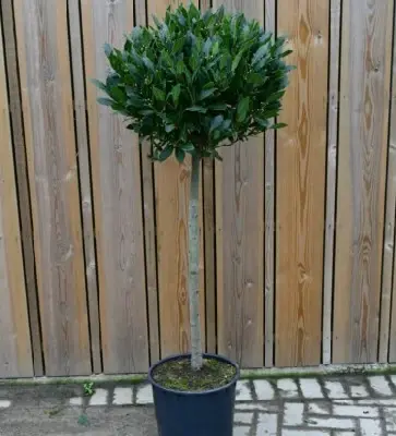 LAURUS nobilis 3/4 Standard