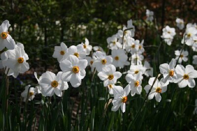 Narcissus 'Pheasant Eye' poeticus recurvus