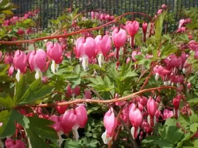 DICENTRA spectabilis