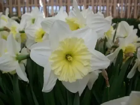 Narcissus 'Ice Follies'