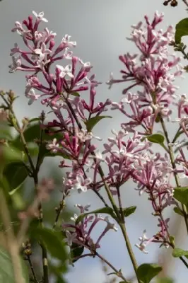 SYRINGA pubescens microphyllum 'Superba' - image 1