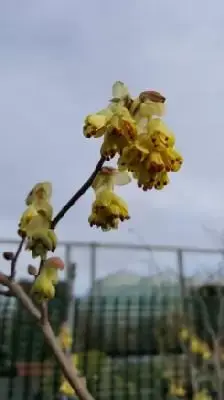 CORYLOPSIS pauciflora