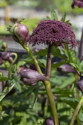 ANGELICA gigas - image 1