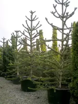 ARAUCARIA araucana - image 1