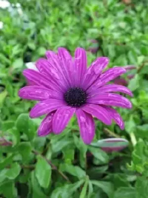 OSTEOSPERMUM 'Tresco Purple'