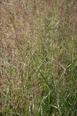 PANICUM virgatum 'Squaw' - image 1