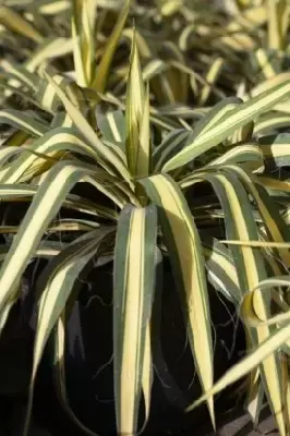 YUCCA flaccida 'Golden Sword'