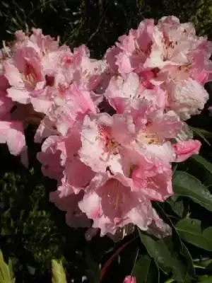 RHODODENDRON 'Albert Schweitzer'