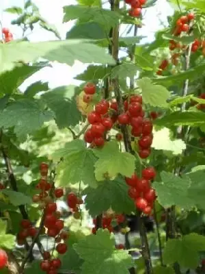 RIBES rubrum 'Laxton's Number One' (REDCURRANT)