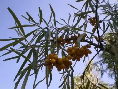 HIPPOPHAE rhamnoides