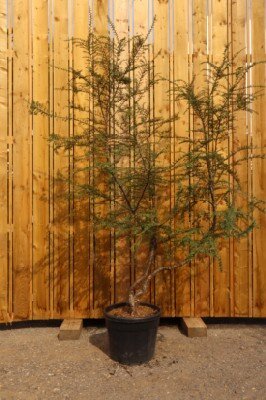 NOTHOFAGUS antarctica