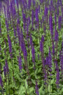 SALVIA nemorosa 'Caradonna' - image 1