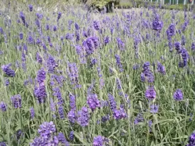 LAVANDULA angustifolia 'Hidcote'