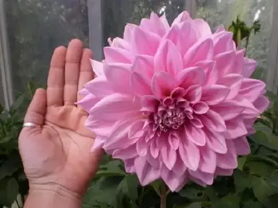 DAHLIA 'Lavender Perfection'