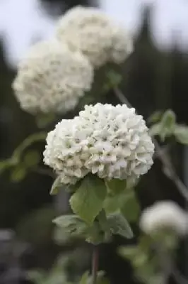 VIBURNUM x carlcephalum