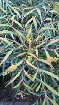MAHONIA eurybracteata 'Soft Caress' - image 5