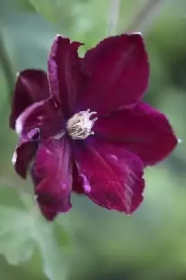 CLEMATIS 'Rouge Cardinal'