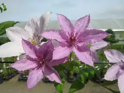 CLEMATIS 'Hagley Hybrid'