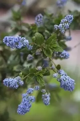 CEANOTHUS 'Autumnal Blue'