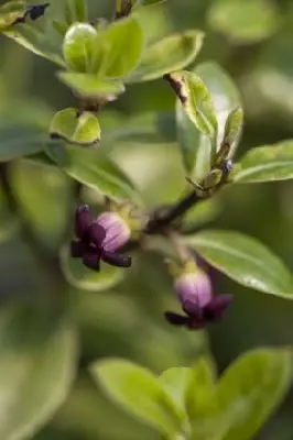 PITTOSPORUM tenuifolium 'Golf Ball' - image 3