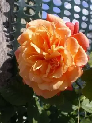 ROSA 'Aloha' - image 1
