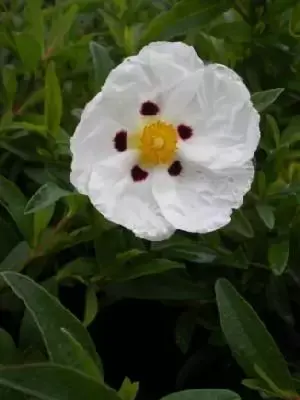 CISTUS x dansereaui 'Decumbens'