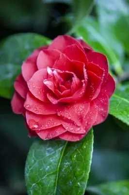 CAMELLIA 'Black Lace'