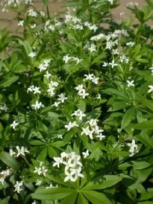 GALIUM odoratum