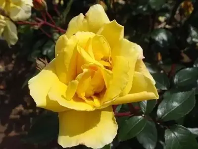 ROSA 'Golden Showers'